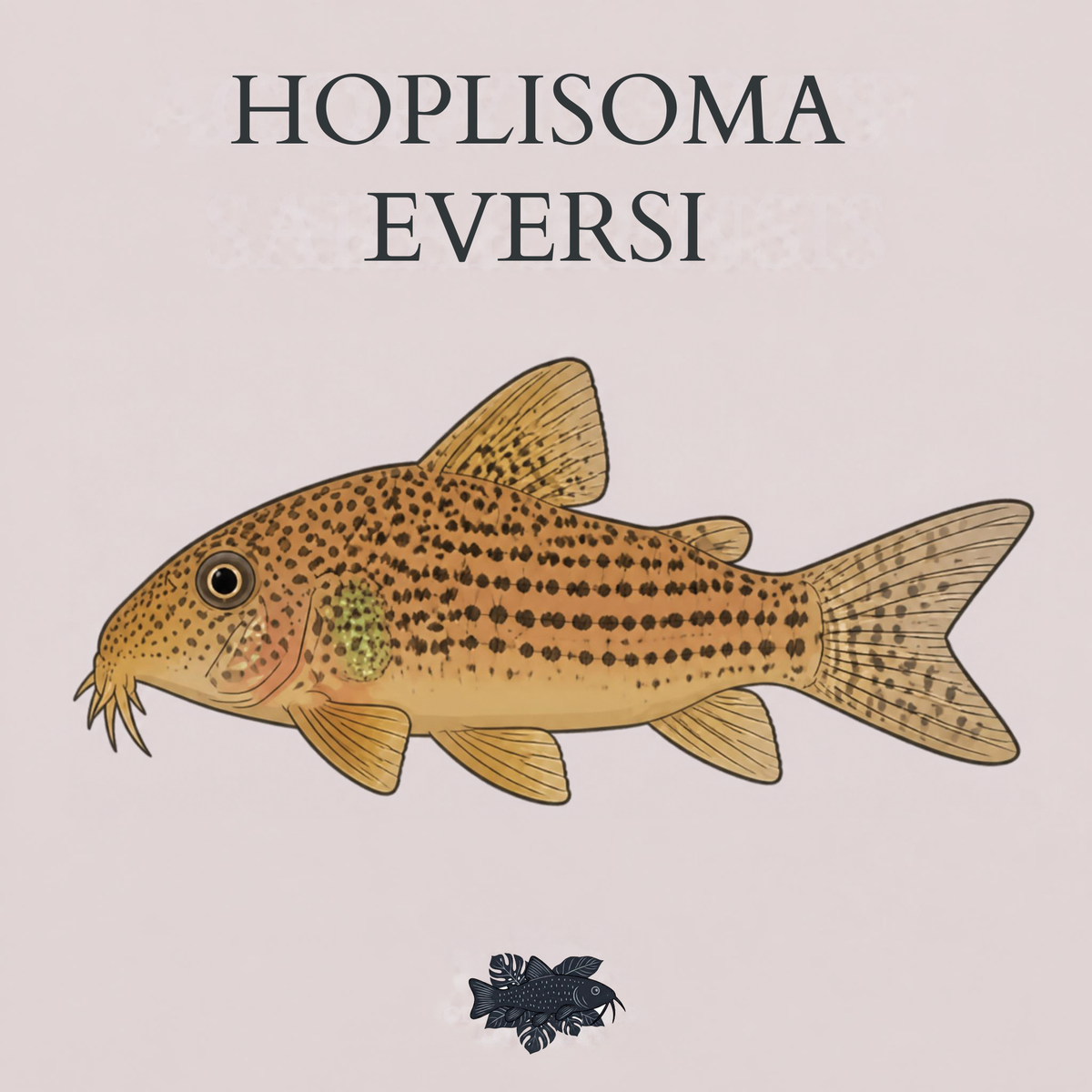 Hoplisoma eversi
