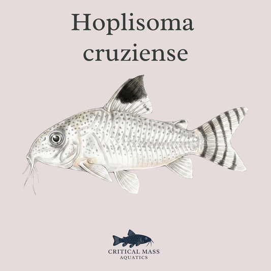 Hoplisoma cruziense (C012)