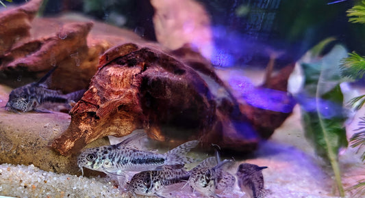 Hoplisoma sipaliwini