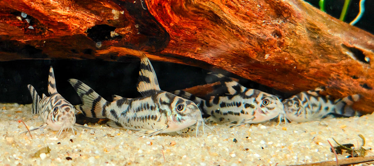 Hoplisoma sp. CW111 "Vulcan"
