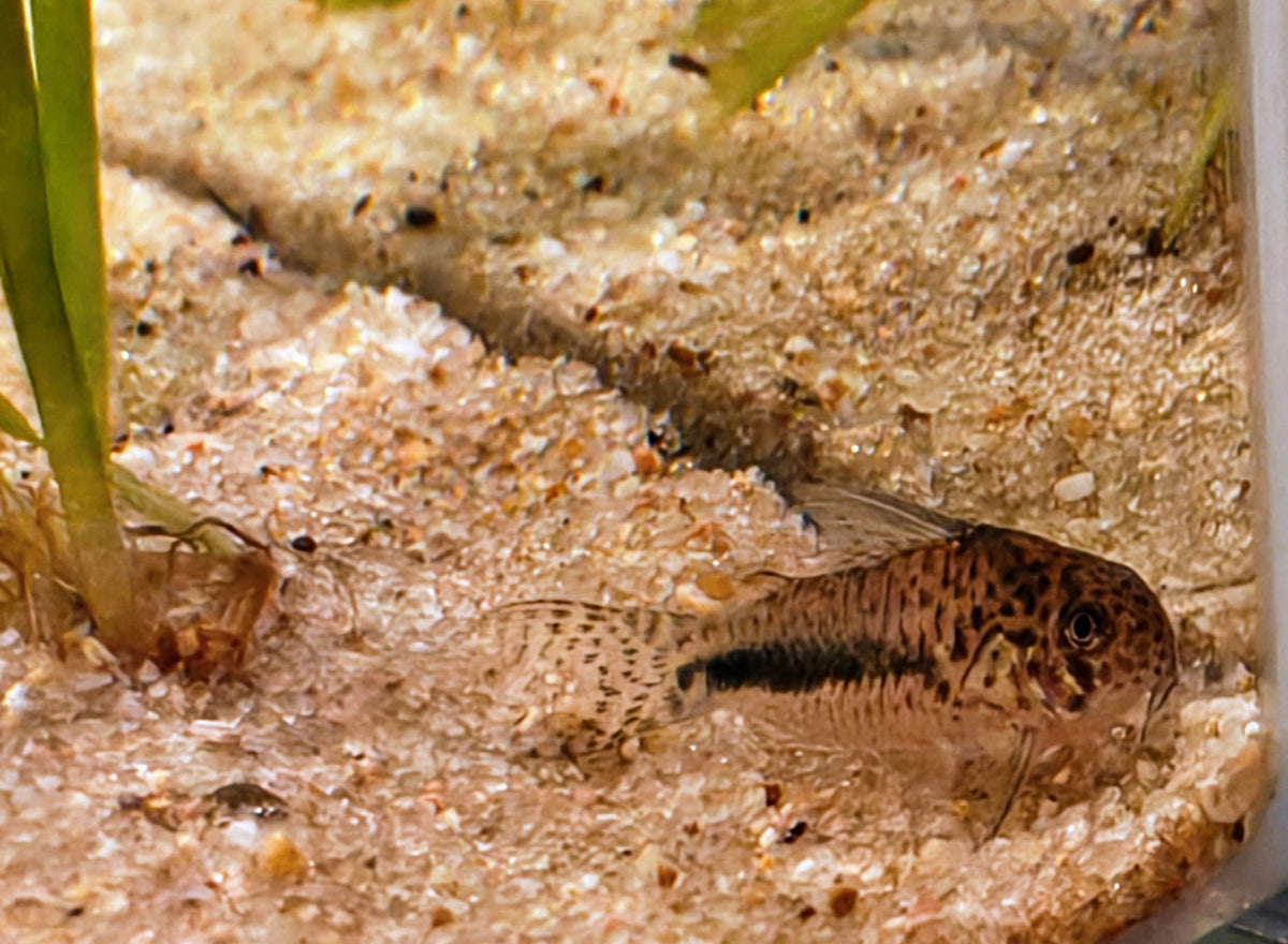 Hoplisoma sipaliwini