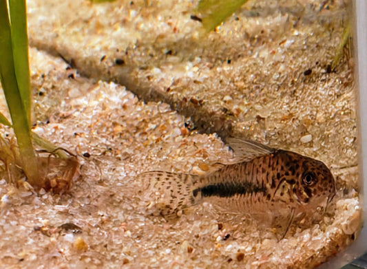 Hoplisoma sipaliwini