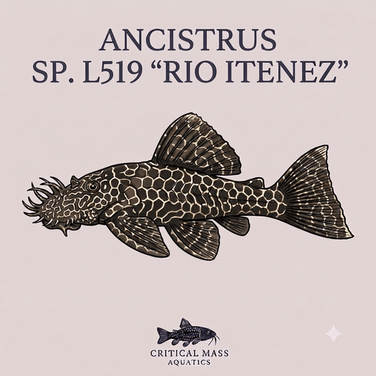 Ancistrus sp. L519 "Rio Itenez"