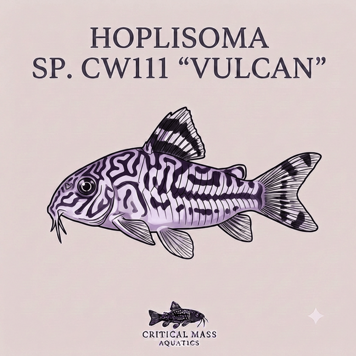 Hoplisoma sp. CW111 "Vulcan"