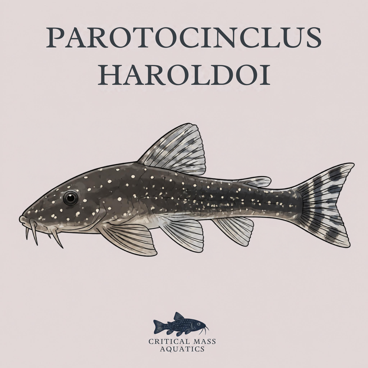 Parotocinclus haroldoi