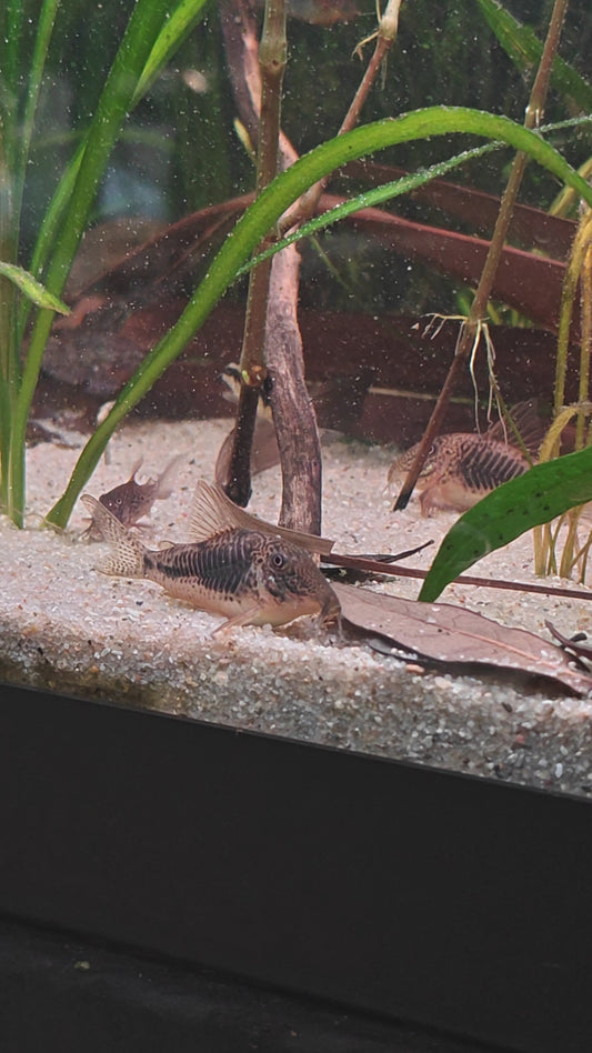 Corydoras sarareensis