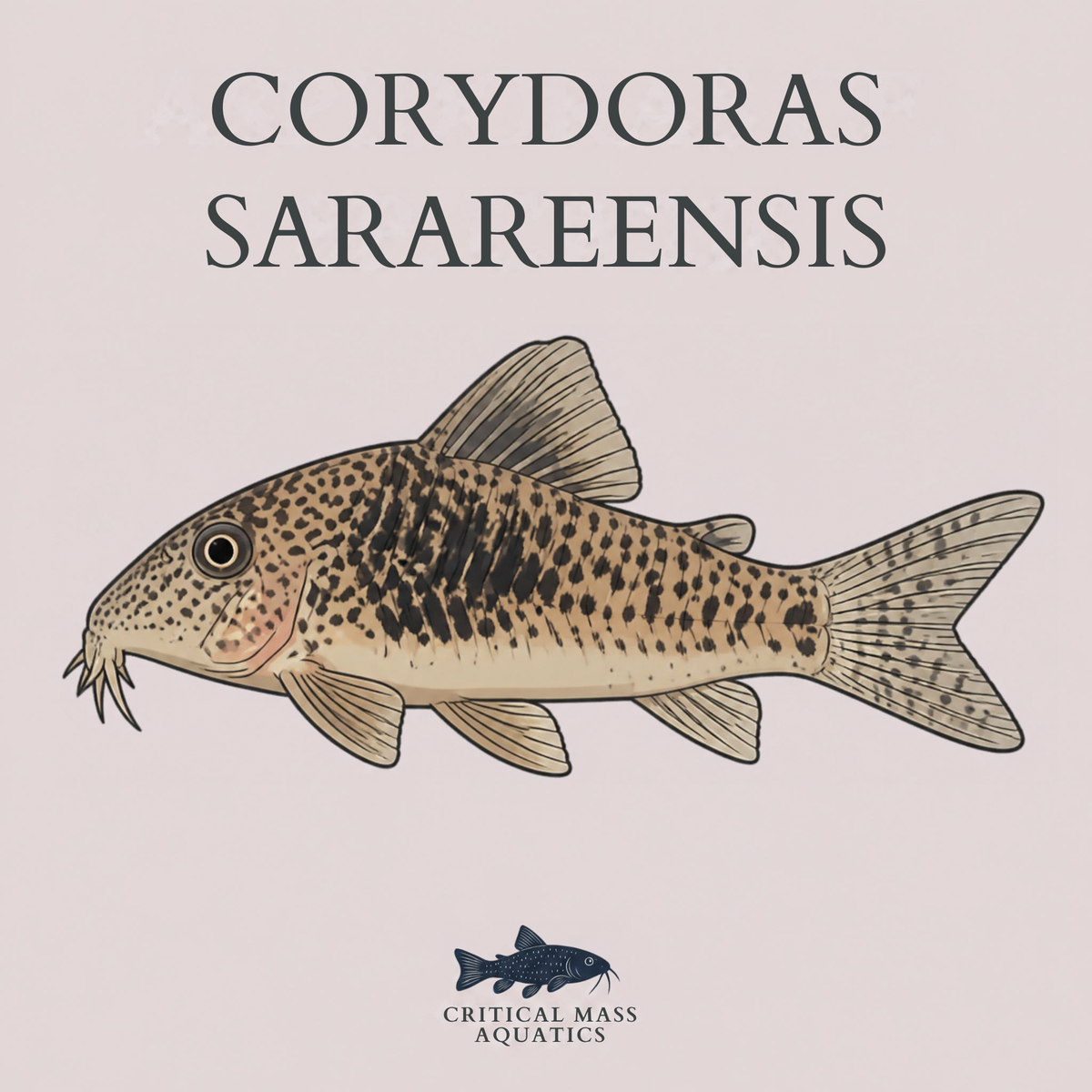 Corydoras sarareensis